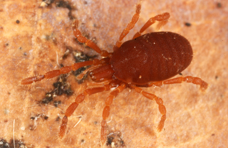 Josephs Milbenkanker (Cyphophthalmus duricorius) - © Christian Komposch